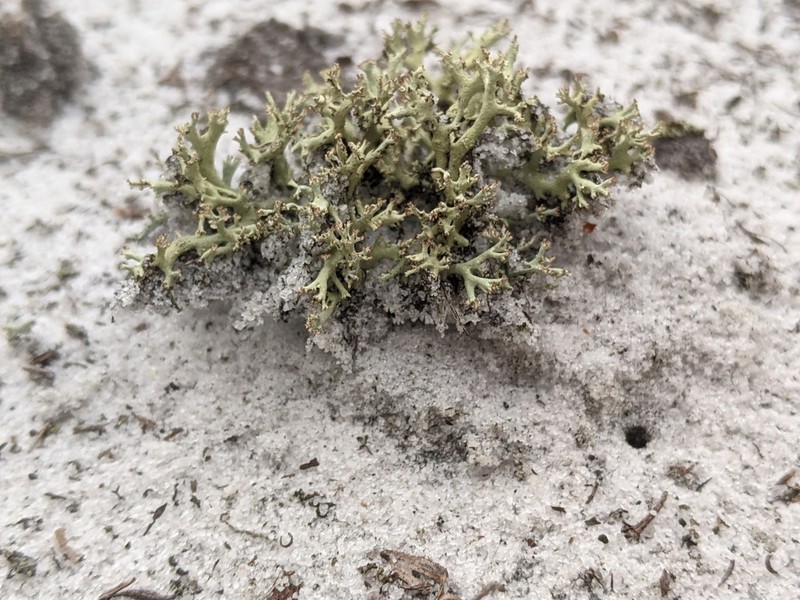 Cup Lichen photo 6