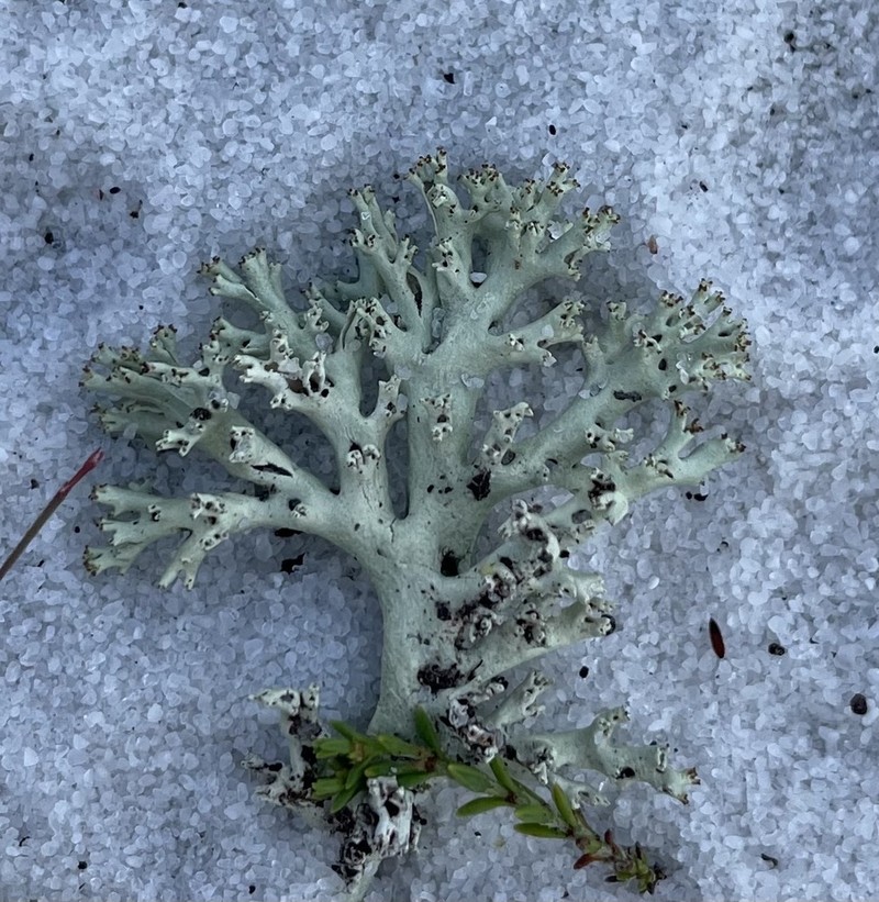 Cup Lichen photo 7