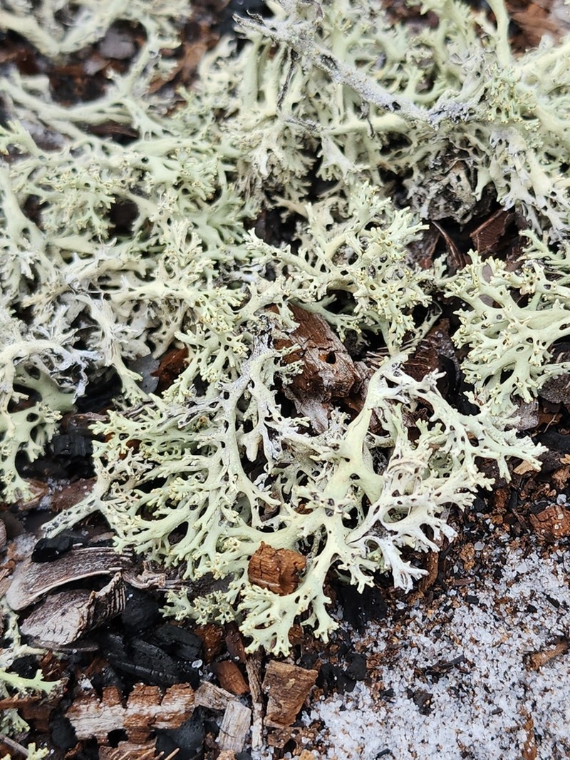 Cup Lichen photo 8