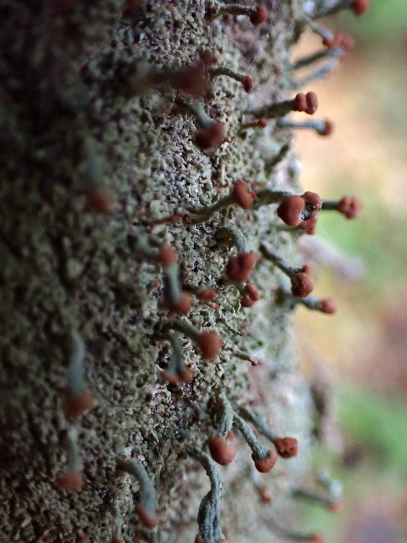 Cup Lichen