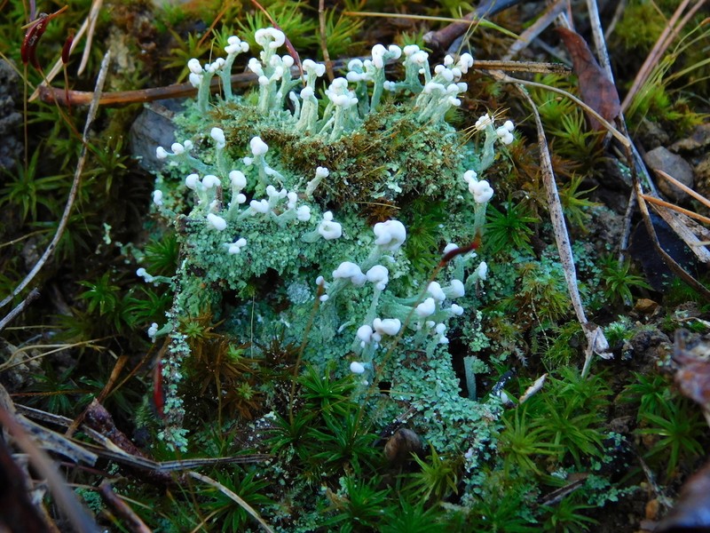 Cup Lichen photo 2