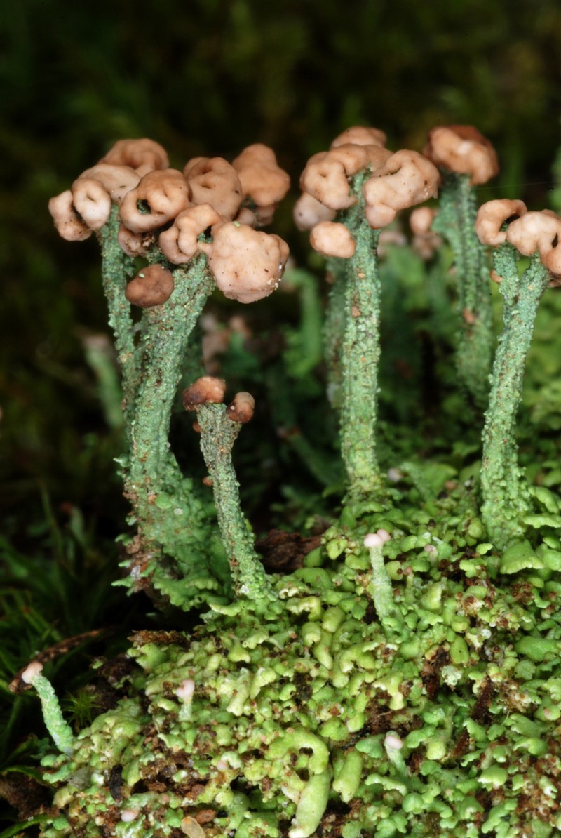 Cup Lichen photo 3