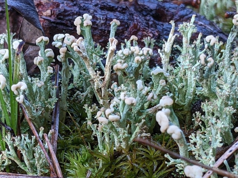 Cup Lichen photo 4