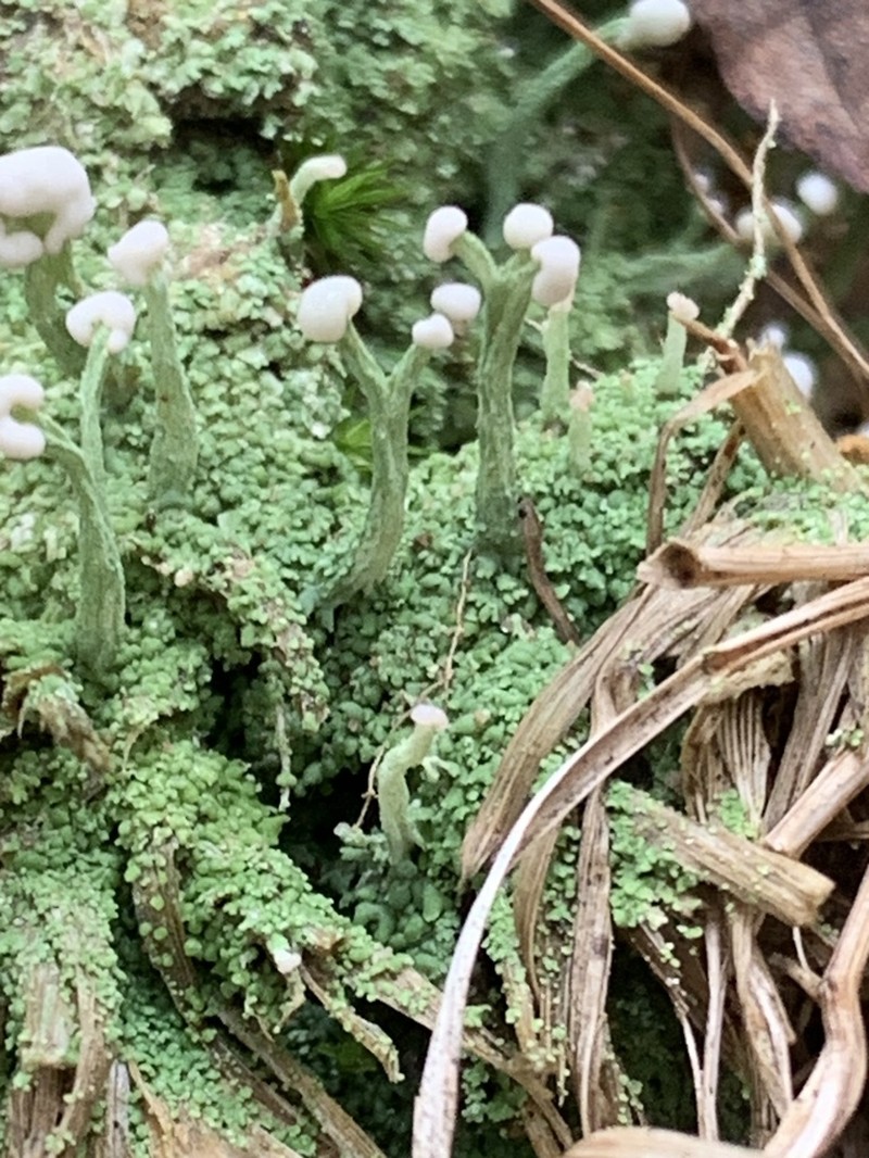 Cup Lichen photo 5