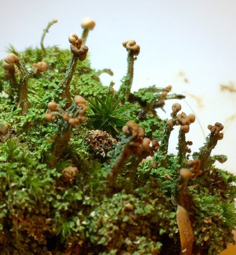 Cup Lichen photo 6