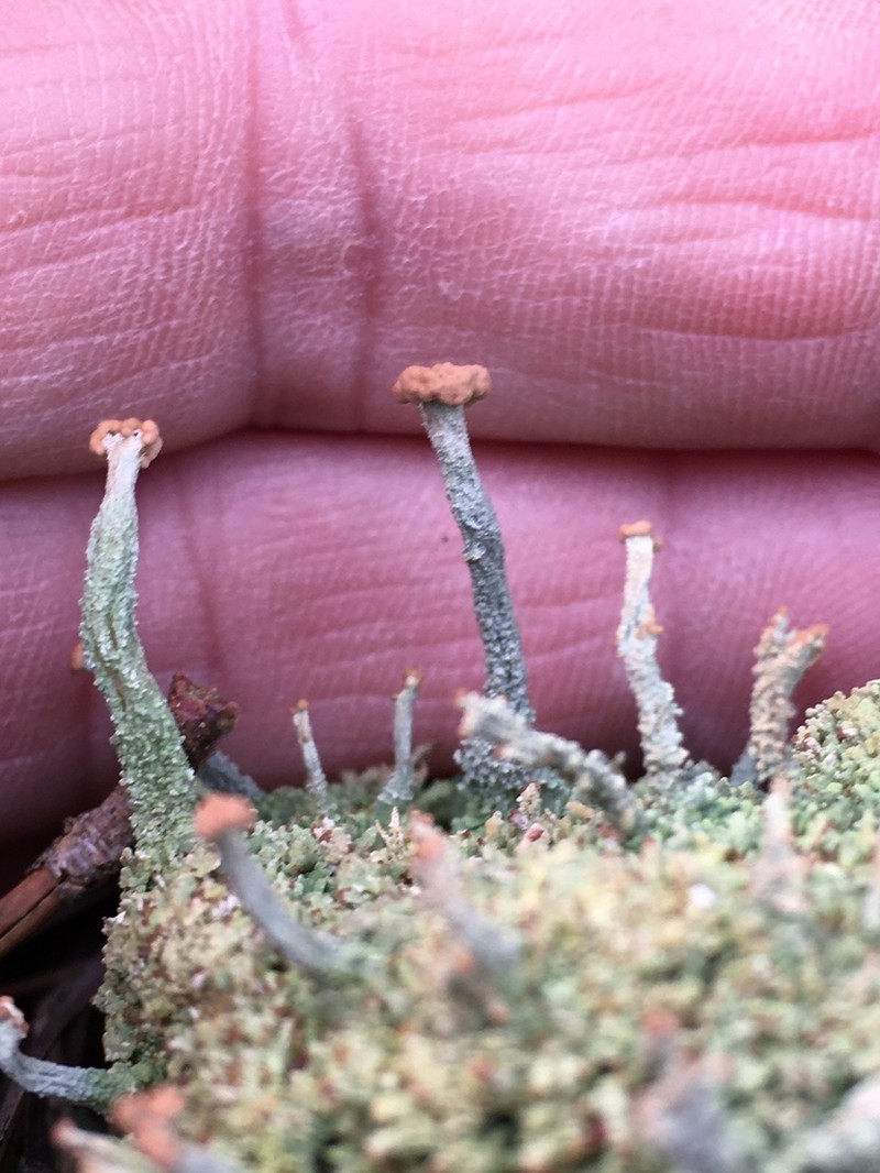Cup Lichen photo 7
