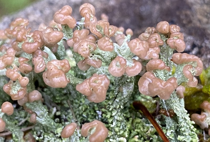Cup Lichen photo 8