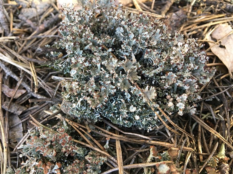 Cup Lichen