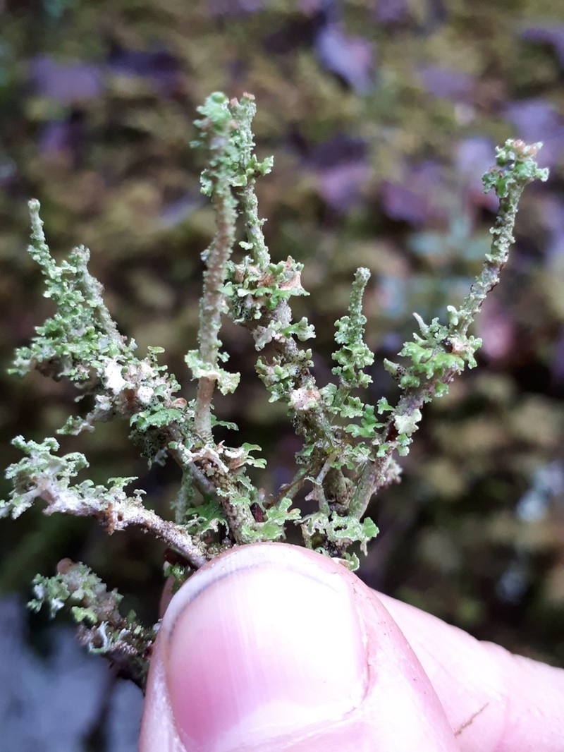 Cup Lichen photo 2