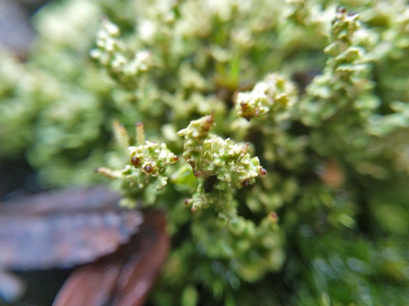 Cup Lichen photo 3
