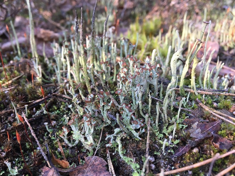 Cup Lichen photo 4