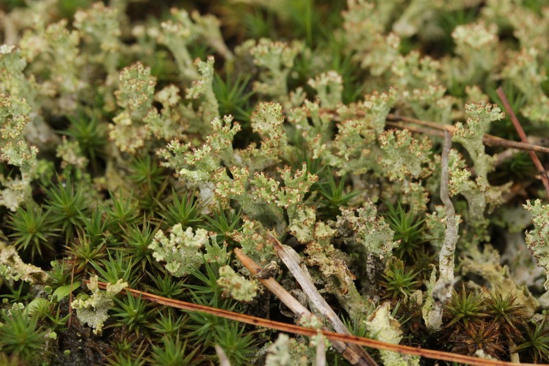 Cup Lichen photo 5