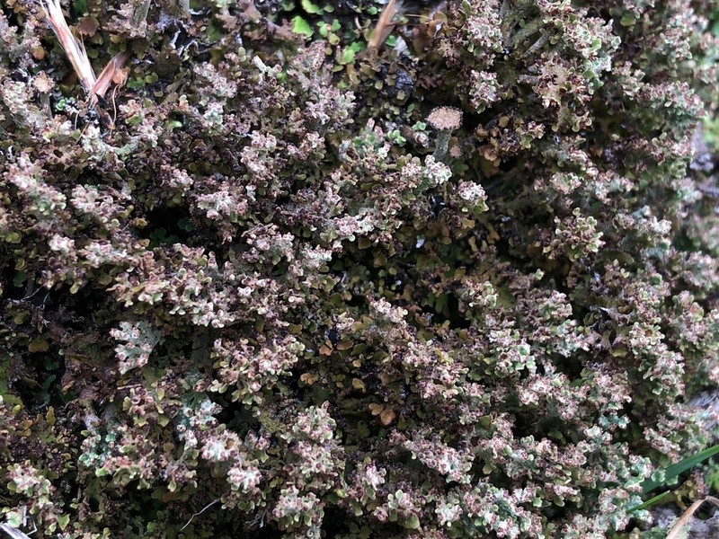 Cup Lichen photo 6