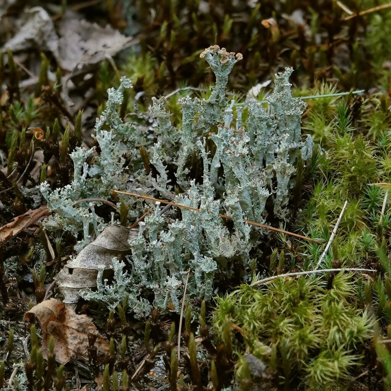 Cup Lichen photo 7
