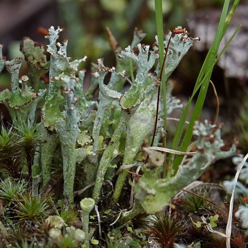 Cup Lichen photo 8