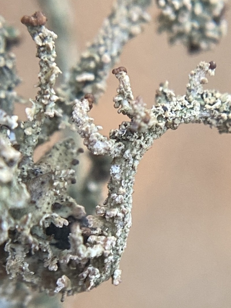 Piedmont Cup Lichen