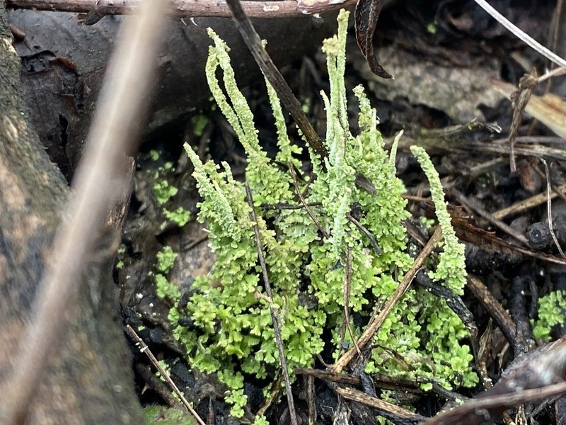 Piedmont Cup Lichen photo 2
