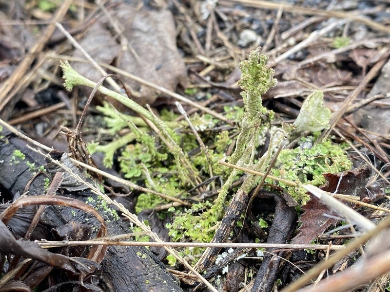 Piedmont Cup Lichen photo 5