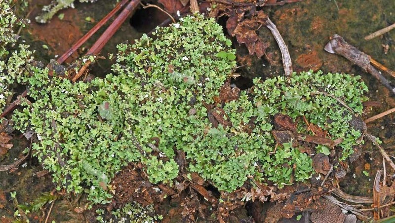 Piedmont Cup Lichen photo 6