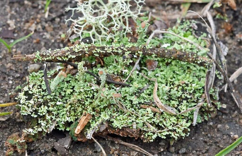 Piedmont Cup Lichen photo 7