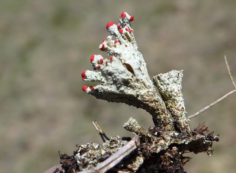 Cup Lichen
