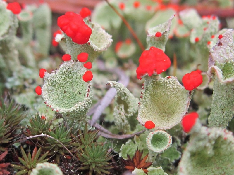 Cup Lichen