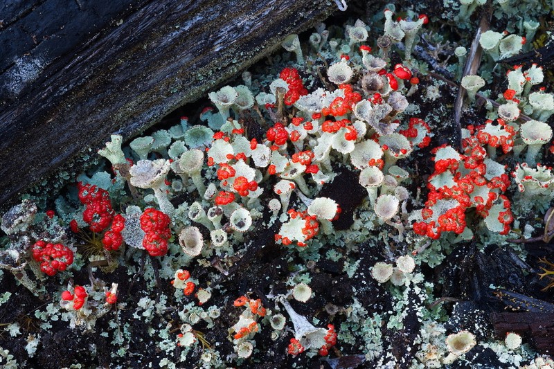 Cup Lichen photo 2