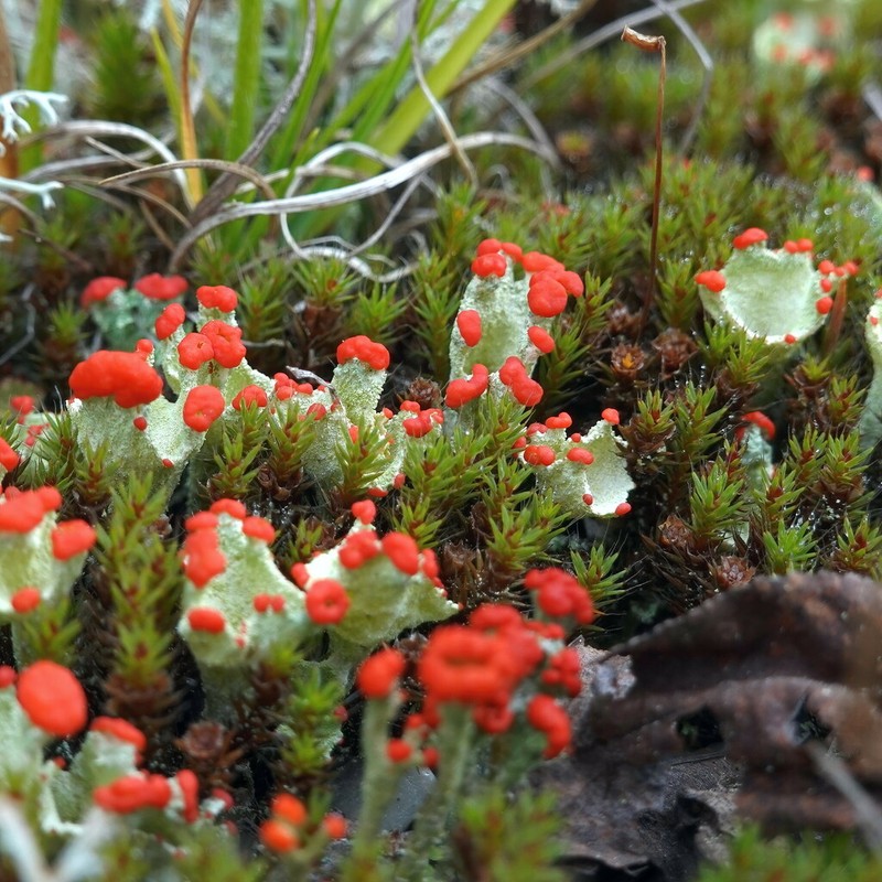 Cup Lichen photo 3