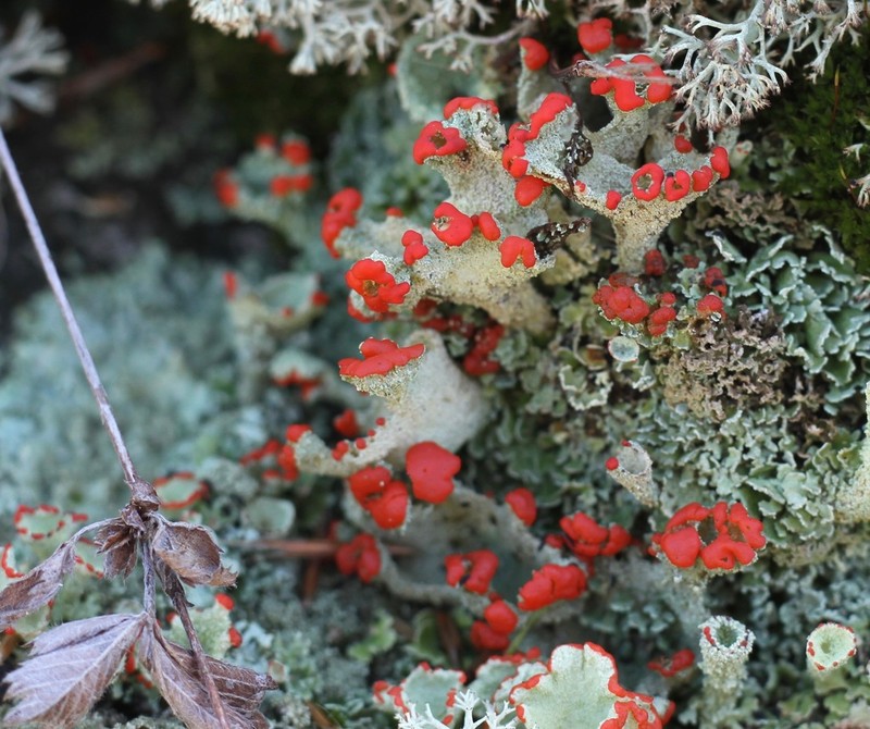Cup Lichen photo 4