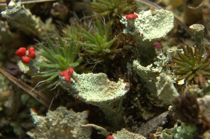 Cup Lichen photo 5