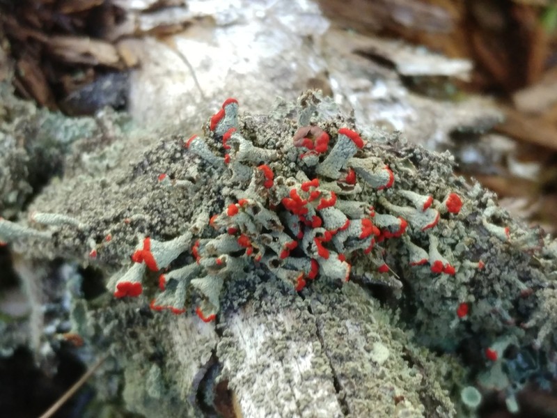 Cup Lichen photo 6