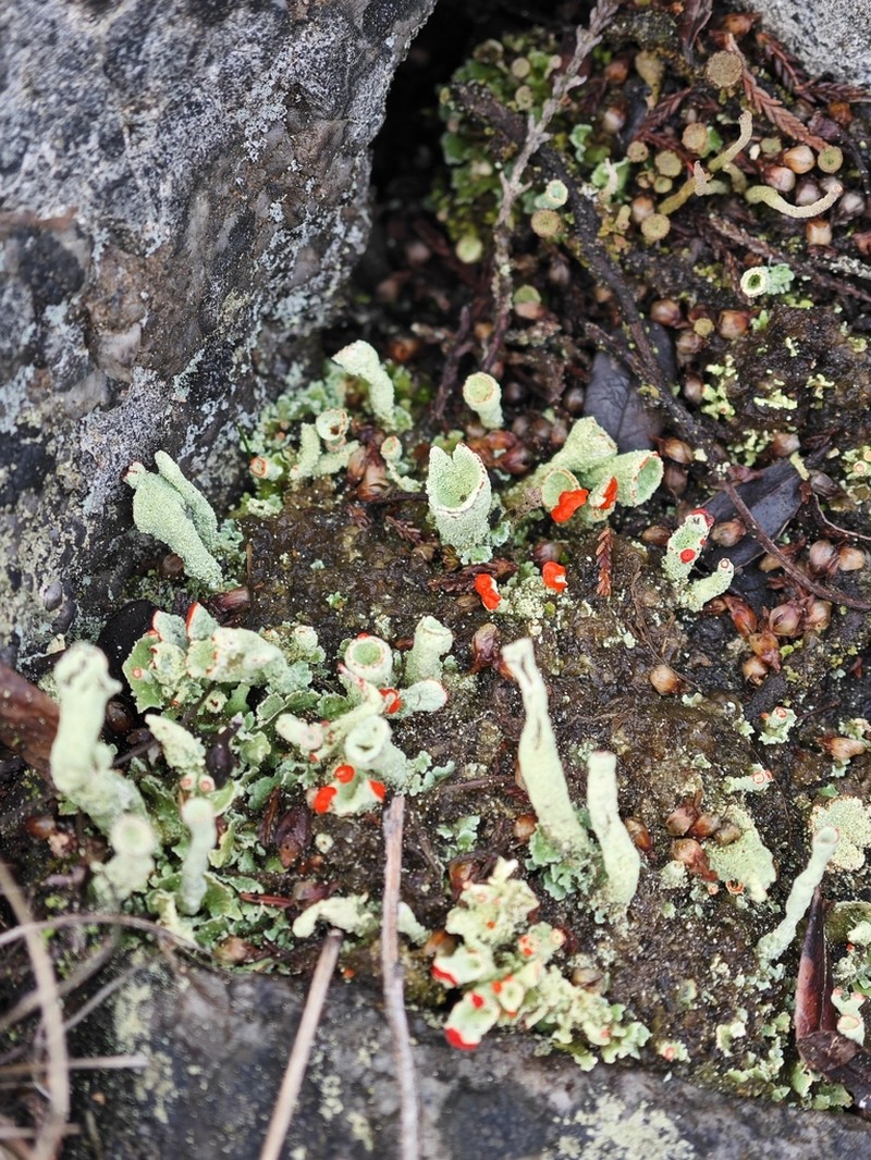 Cup Lichen photo 7