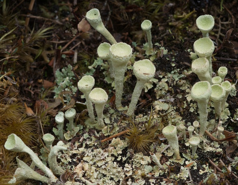 Cup Lichen photo 8