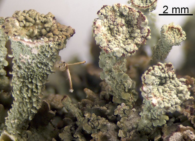Cup Lichen