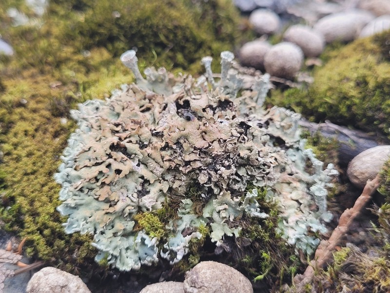 Cup Lichen photo 2