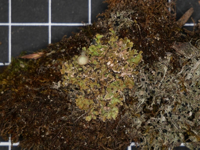 Cup Lichen photo 3