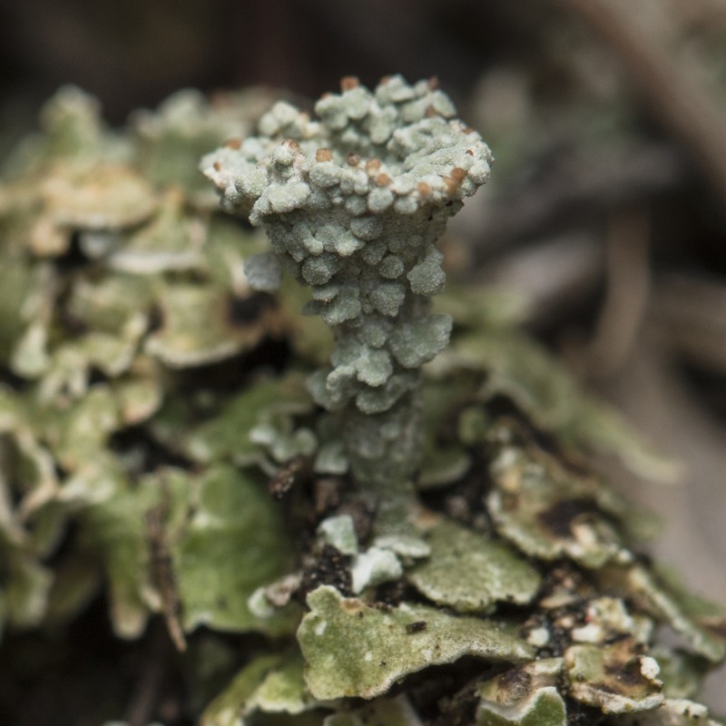 Cup Lichen photo 4