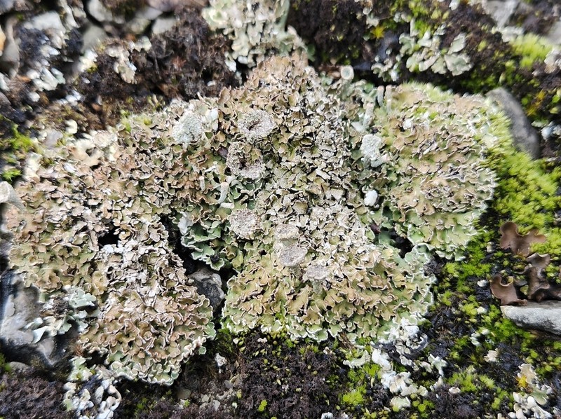Cup Lichen photo 5