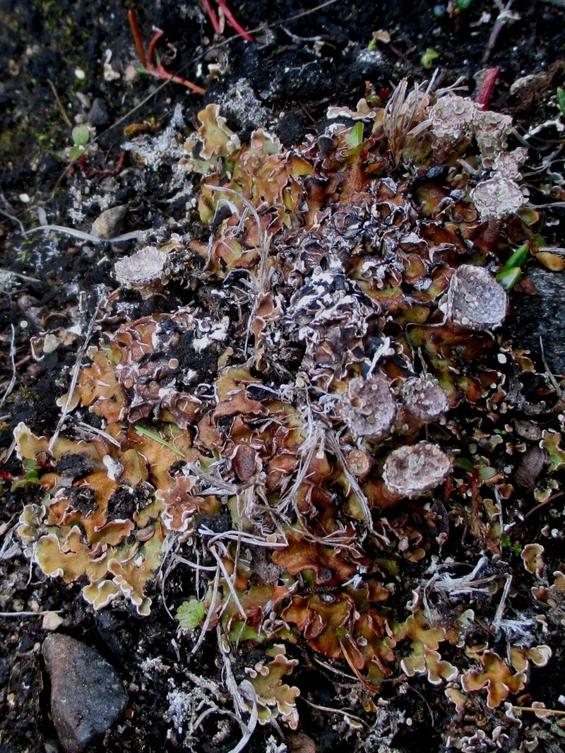 Cup Lichen photo 6