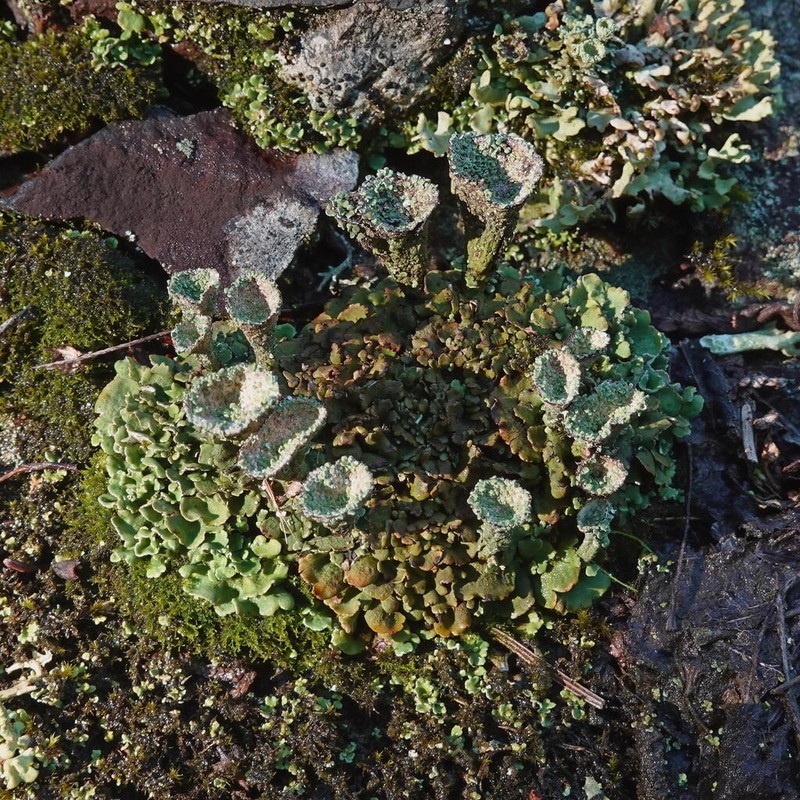 Cup Lichen photo 7
