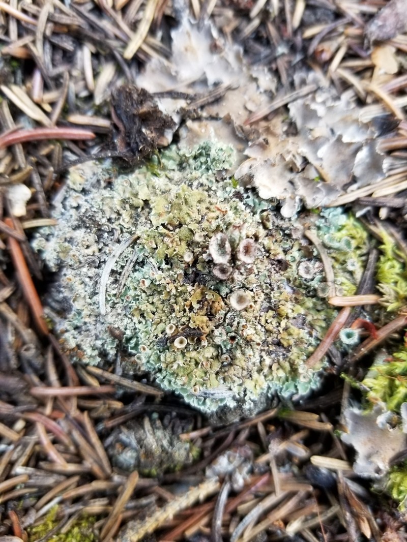 Cup Lichen photo 8