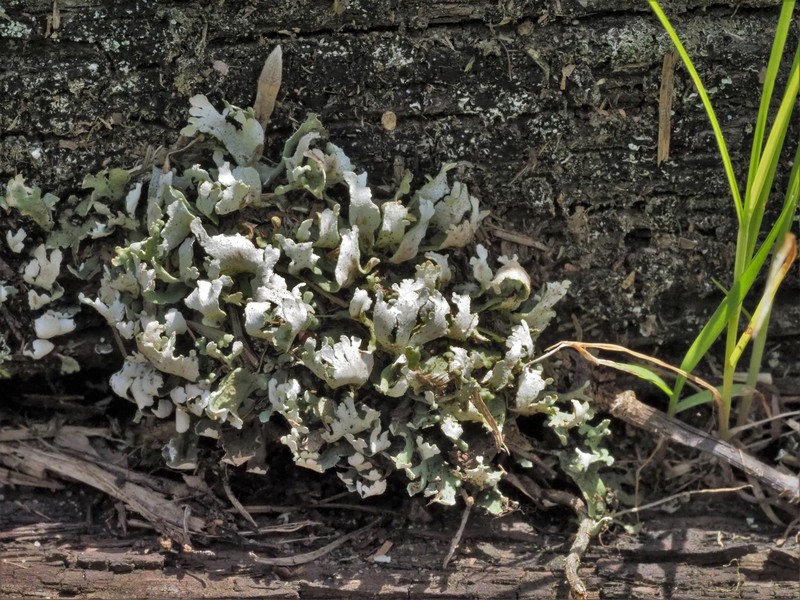 Cup Lichen