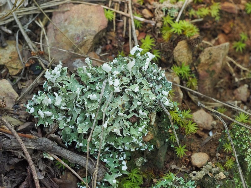 Cup Lichen photo 2
