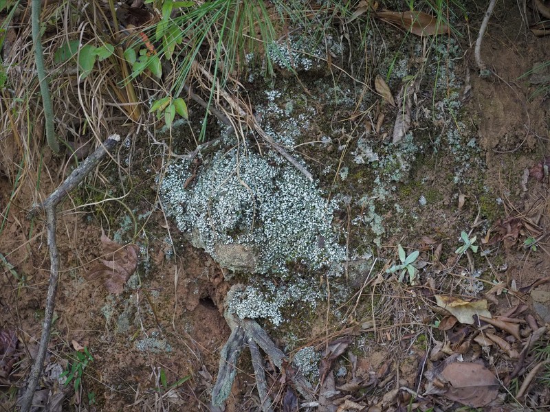 Cup Lichen photo 3