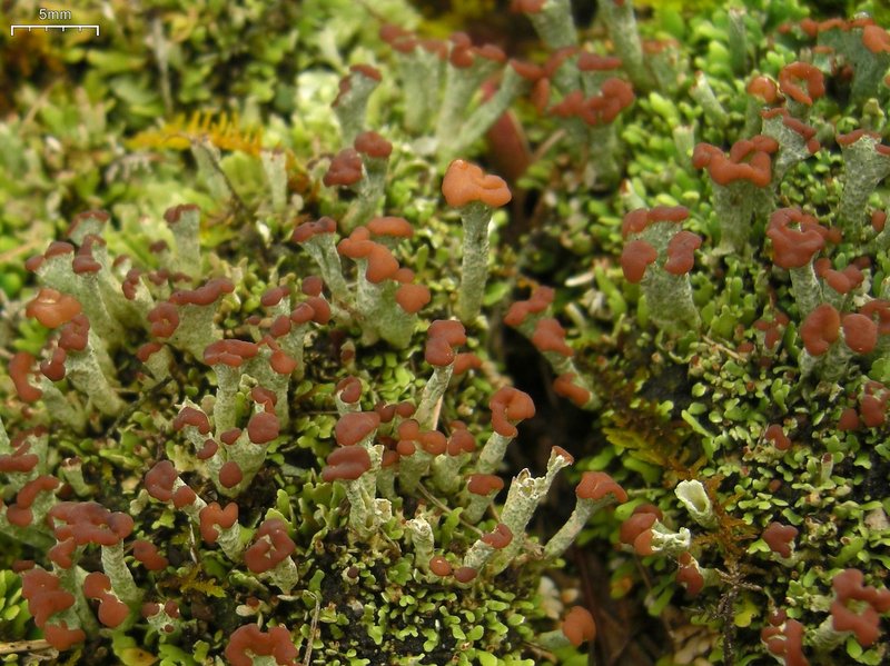 Cup Lichen