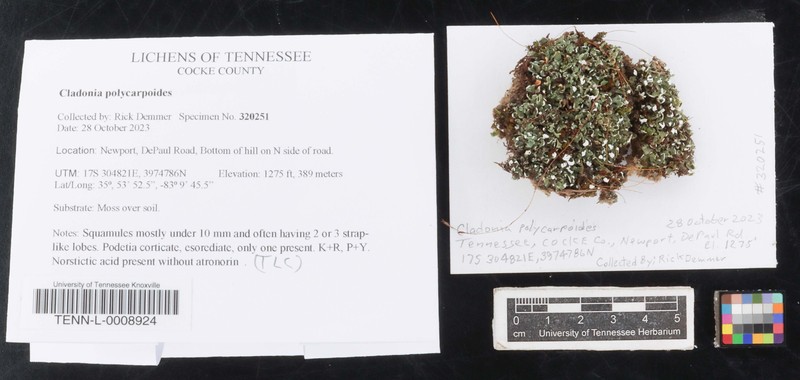 Cup Lichen