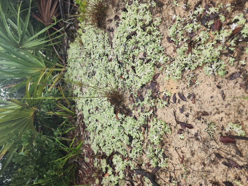 Prostrate Cup Lichen