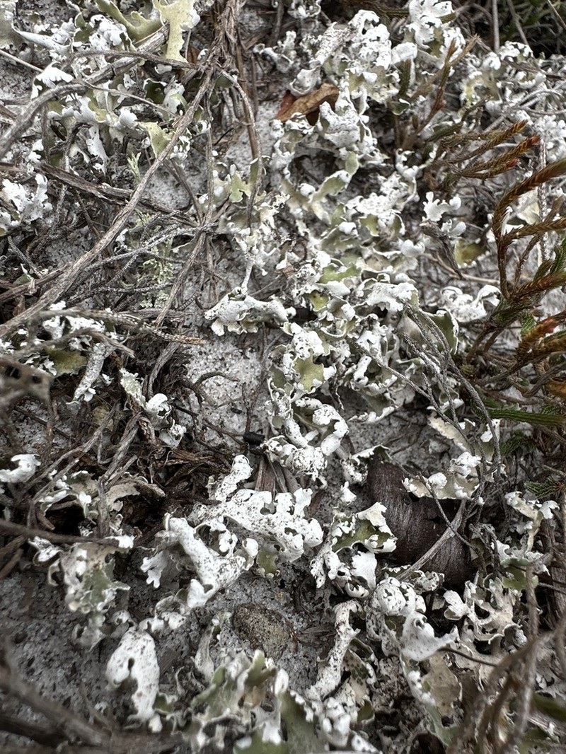 Prostrate Cup Lichen