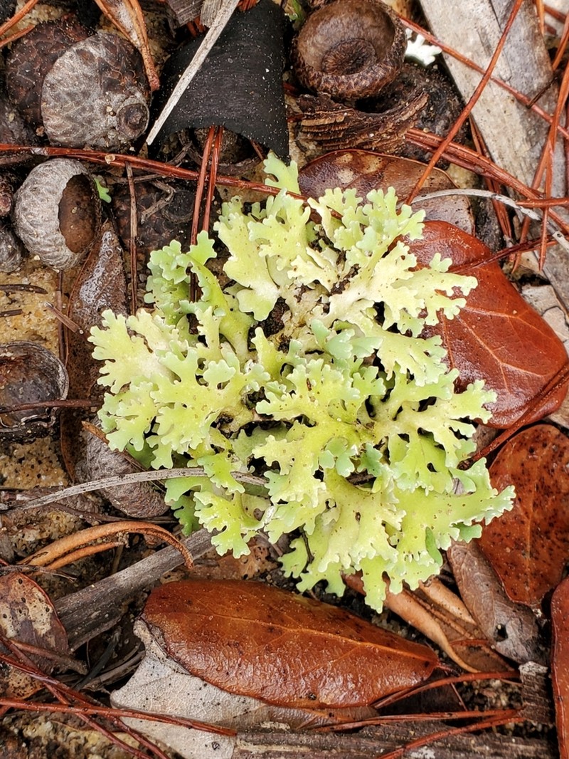 Prostrate Cup Lichen photo 2