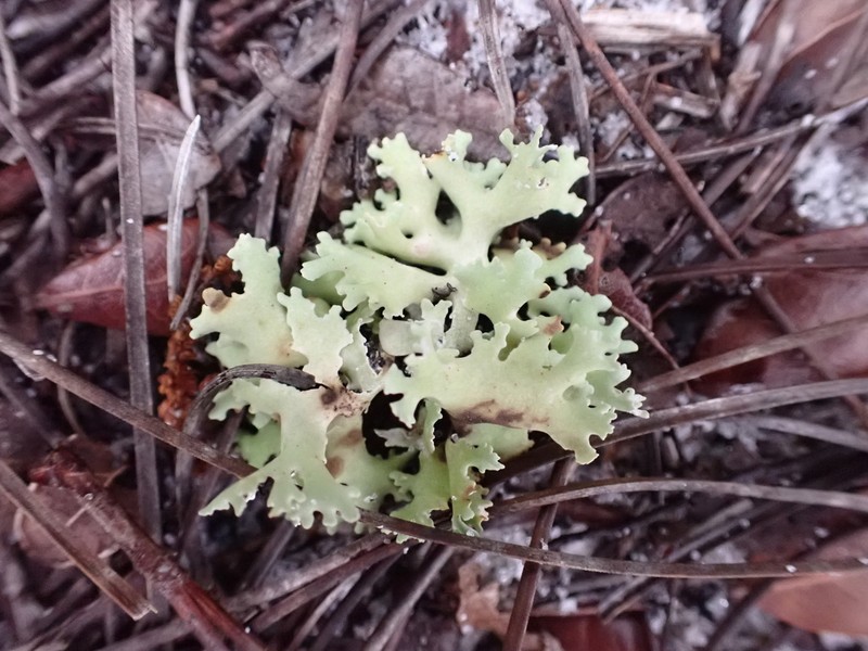 Prostrate Cup Lichen photo 3